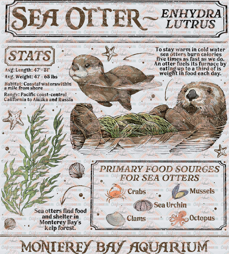 Animals_Ocean_Sea Otter_Scientific Brochure